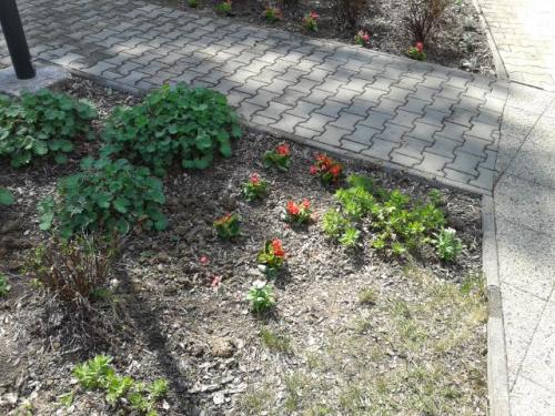 Výsadba verejných priestranstiev